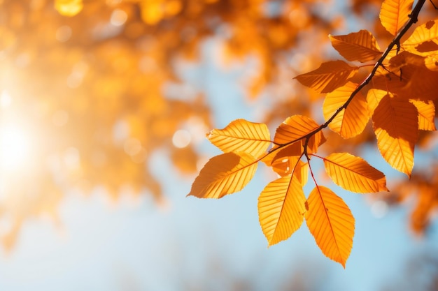 las hojas de otoño en el fondo en un día soleado