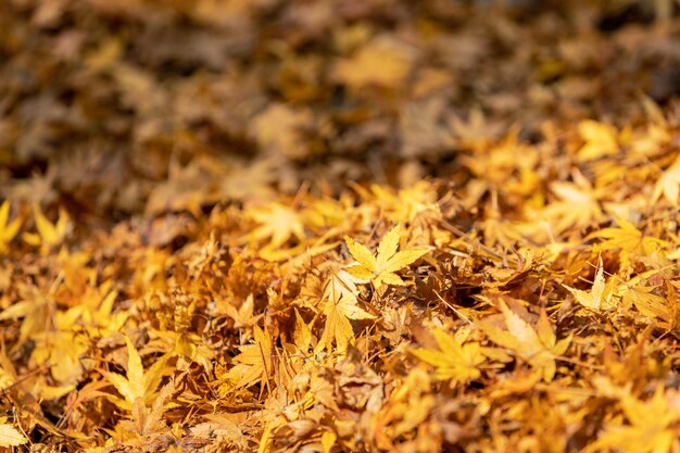 Hojas de otoño fondo hoja de arce closeup brillantes colores de otoño