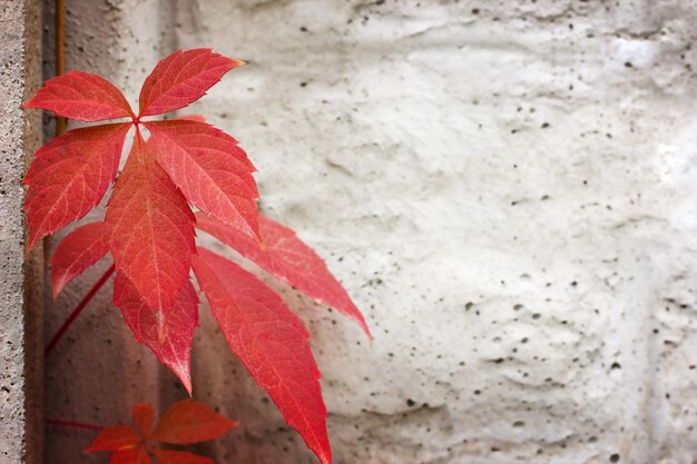 Las hojas de otoño en un fondo de hormigón