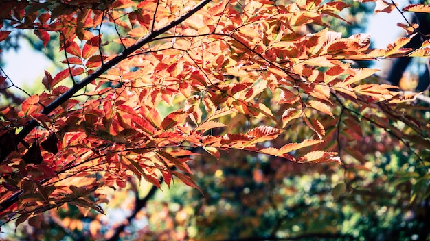 Hojas de otoño de fondo en Japón