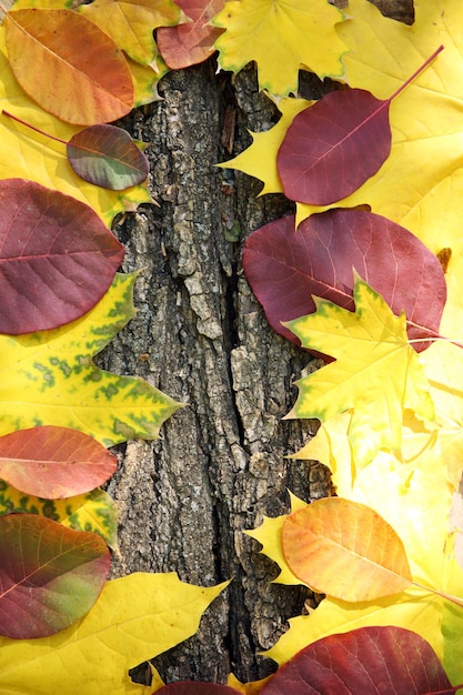 Hojas de otoño en el fondo de madera