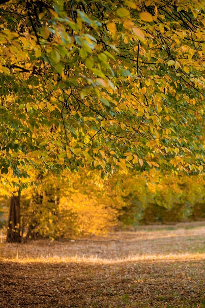 Las hojas de otoño y el fondo de la naturaleza borrosa El follaje colorido en el parque Las hojas que caen el fondo natural El concepto de la temporada de otoño