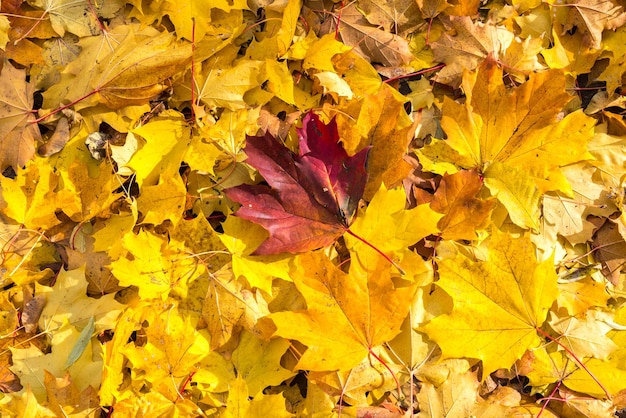 Hojas de otoño fondo verde amarillo rojo día