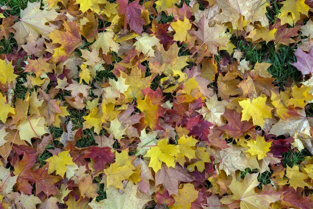 Hojas de otoño fondo verde amarillo rojo día