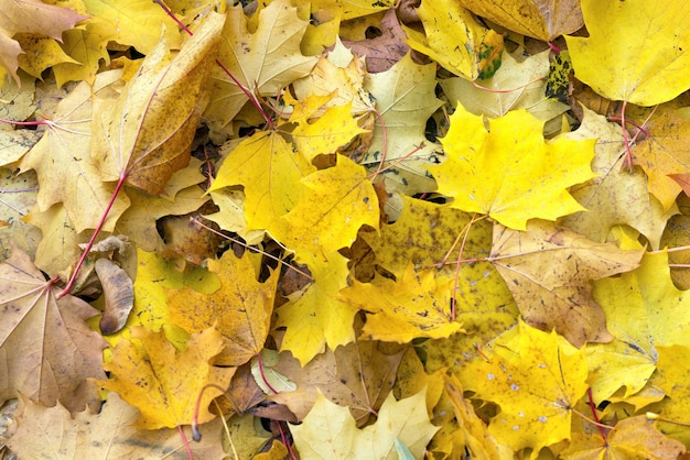 Hojas de otoño fondo verde amarillo rojo día