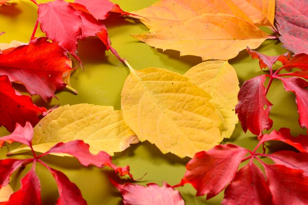 Hojas de otoño en el fondo verde