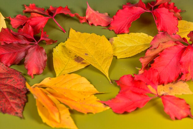 Foto hojas de otoño en el fondo verde