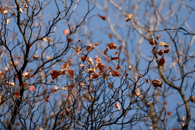 hojas de otoño de fondo