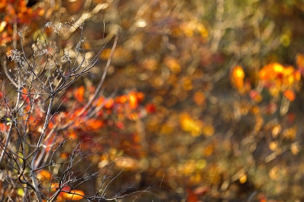 hojas de otoño de fondo