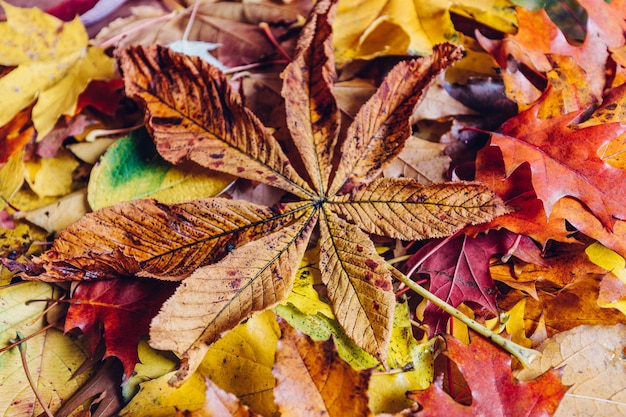 Foto hojas de otoño de fondo