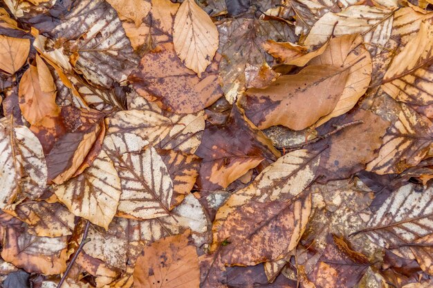 Hojas de otoño en el fondo