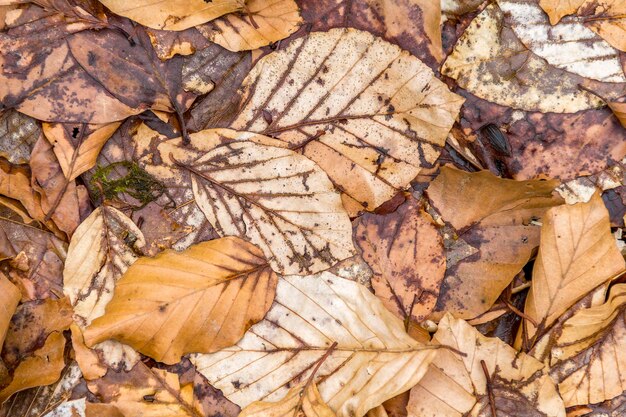 Foto hojas de otoño en el fondo