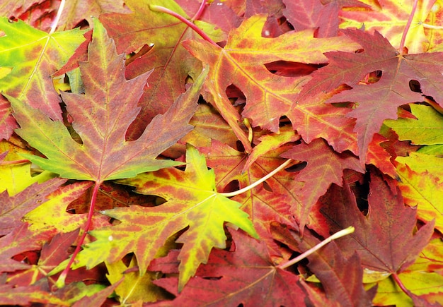 hojas de otoño de fondo