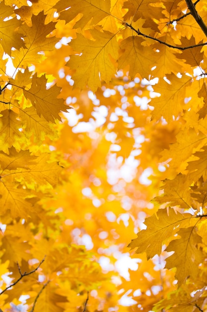 Las hojas de otoño en el fondo