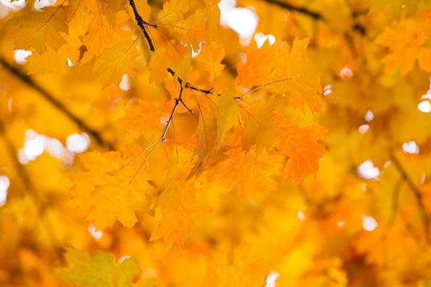 hojas de otoño de fondo