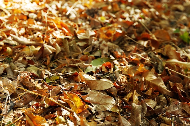 hojas de otoño de fondo