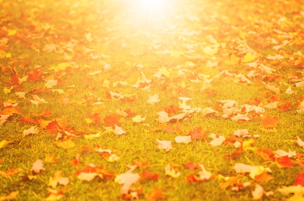 hojas de otoño de fondo