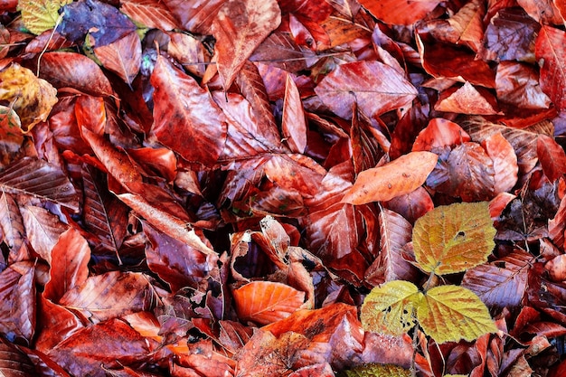 hojas de otoño de fondo