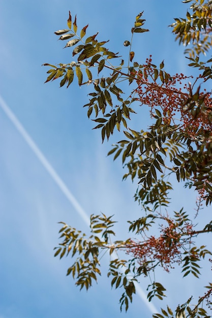 hojas de otoño con frutos rojos y cielo azul