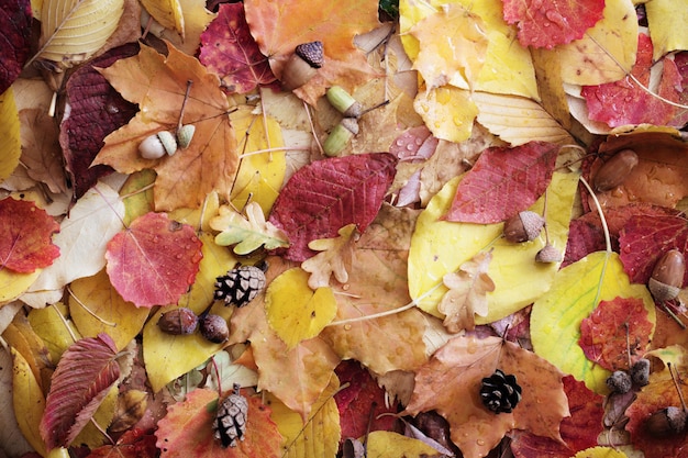 Hojas de otoño con gotas de agua