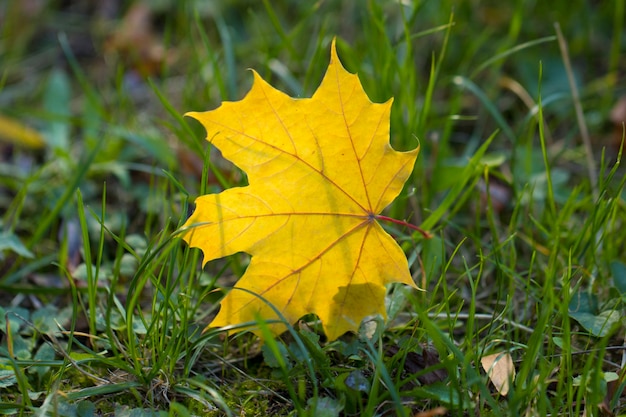 Hojas de otoño en gras