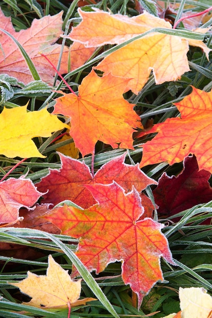 Hojas de otoño heladas