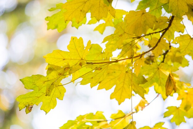 Foto hojas de otoño. hermosas hojas de arce amarillas. ramas de los árboles