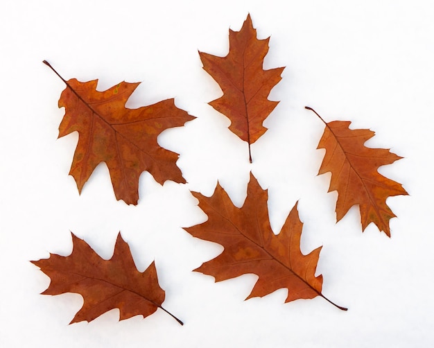 Hojas de otoño hermoso colorido brillante aislado sobre fondo blanco