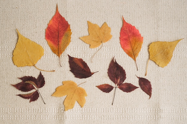 Hojas de otoño. Hermoso fondo estacional.