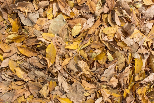 Hojas de otoño en la hierba verde