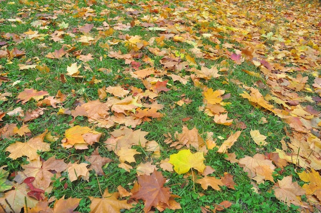 Hojas de otoño en la hierba