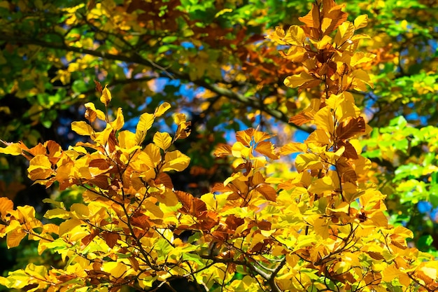 Hojas de otoño Hojas amarillas en una rama de haya