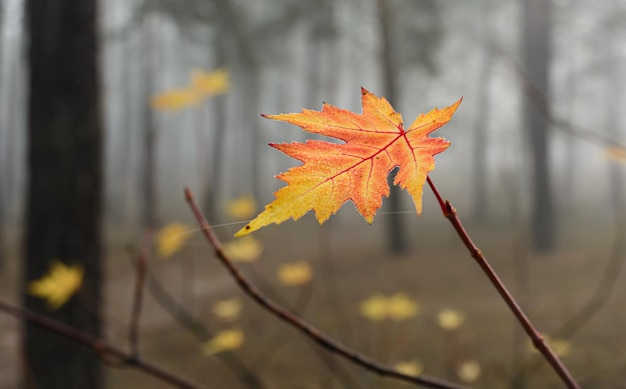 Hojas de otoño. Las hojas de arce brillan maravillosamente al sol