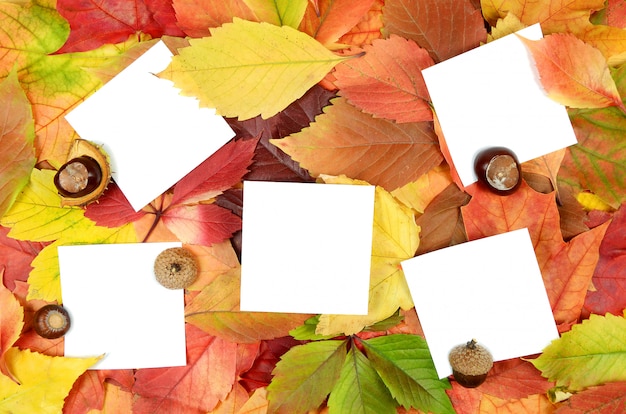 Foto hojas de otoño y hojas de papel