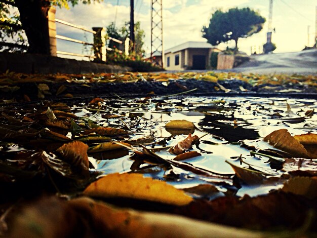 Hojas de otoño húmedas en el suelo