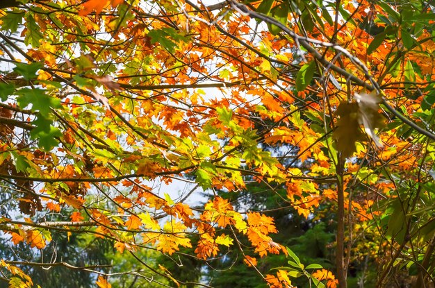 Hojas de otoño en un jardín botánico Batumi Georgia