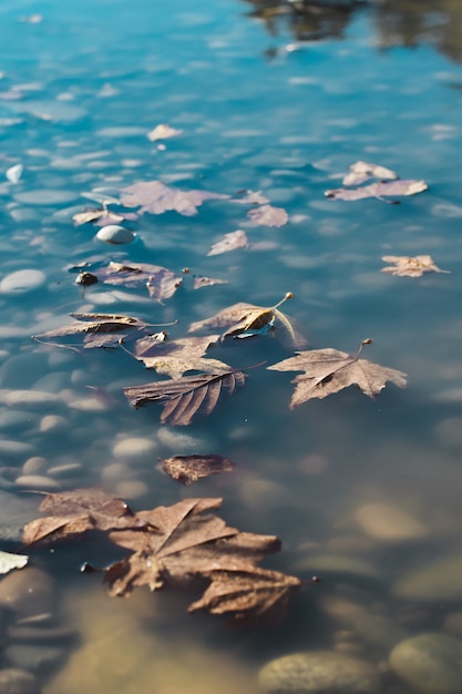 Hojas de otoño en el lago