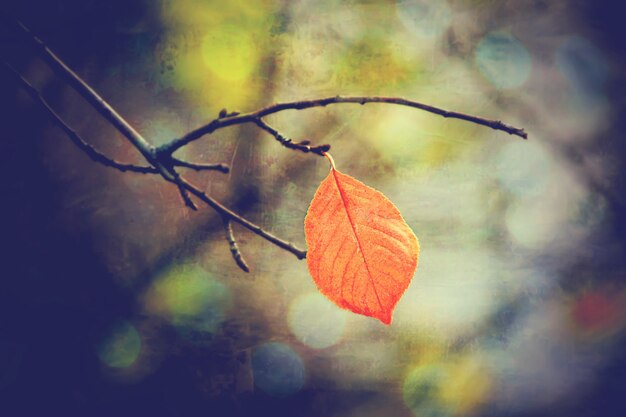 Hojas de otoño y un libro. Enfoque selectivo