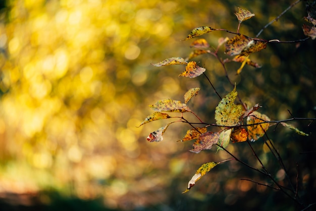 Hojas de otoño en la luz del sol