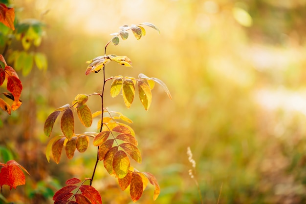 Hojas de otoño en la luz del sol