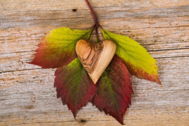 Foto hojas de otoño en una madera