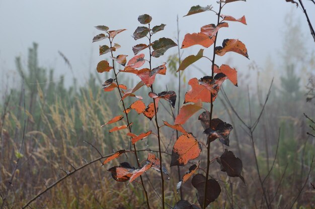 Hojas de otoño por la mañana en árboles y arbustos