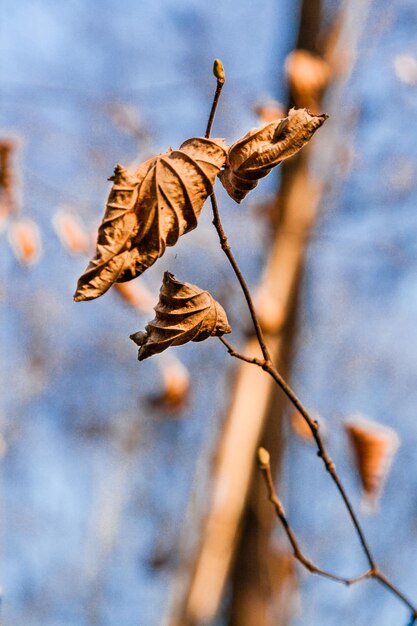 Hojas de otoño marchitas en la rama de un árbol