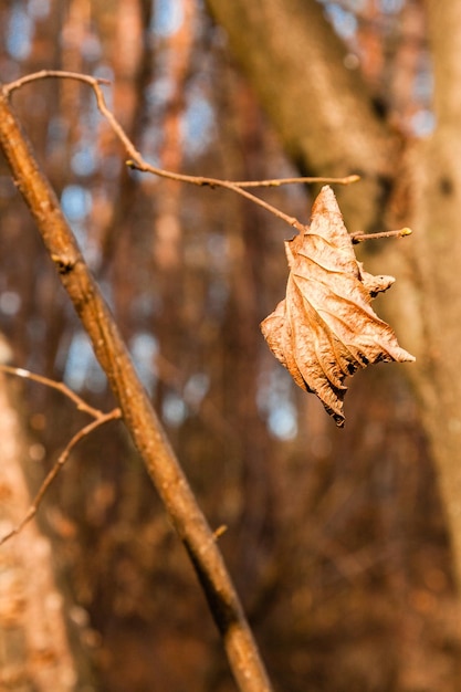 Hojas de otoño marchitas en la rama de un árbol