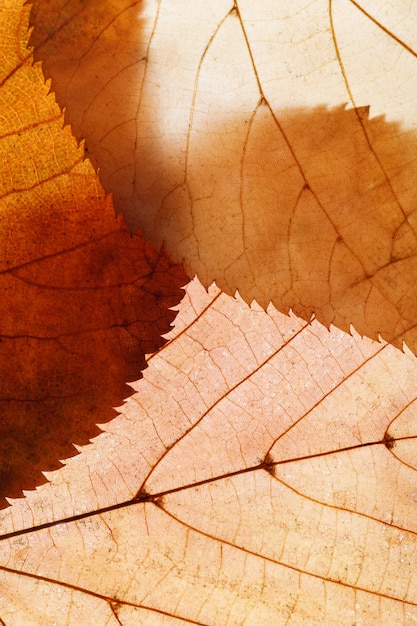 Hojas de otoño marrón. fondo para el diseño