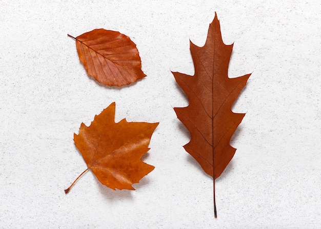 Hojas de otoño marrón de roble plano y haya en el fondo de piedra clara