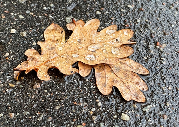 Hojas de otoño mojadas