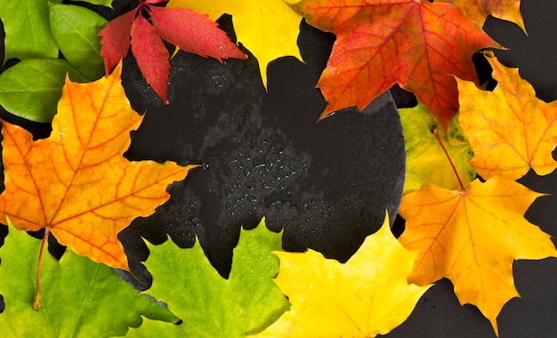 Hojas de otoño multicolores brillantes sobre un fondo de hormigón húmedo negro
