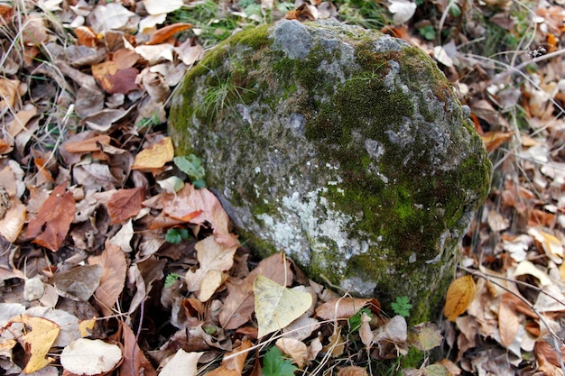 Hojas de otoño multicolores Una piedra con musgo