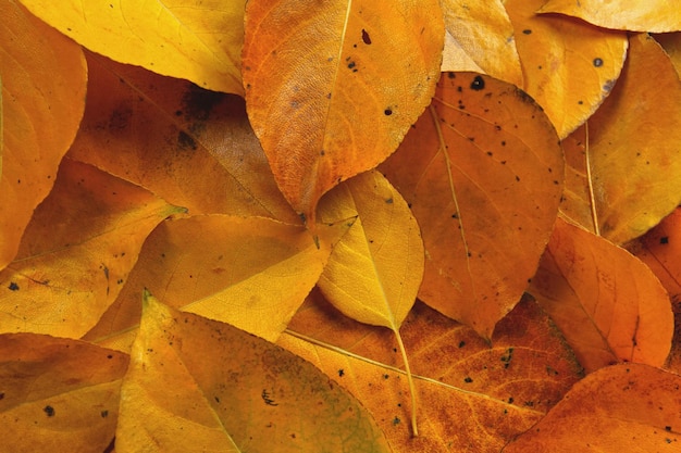 Hojas de otoño naranja amarillo brillante, detalle de primer plano desde arriba